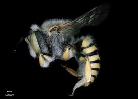   Anthidium rodecki nbsp;male lateral habitus, photo: Chelsey Ritner 
